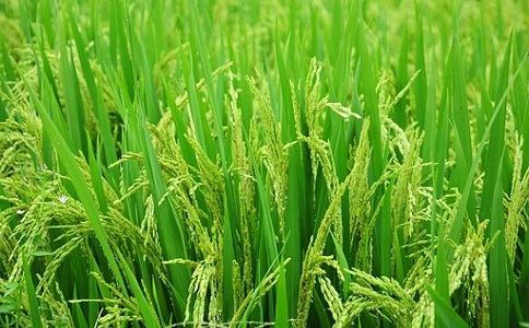 有機(jī)肥好處 有機(jī)肥好處